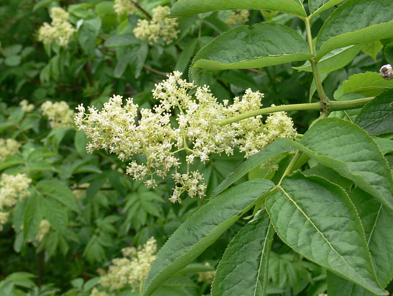 Изображение особи Sambucus kamtschatica.