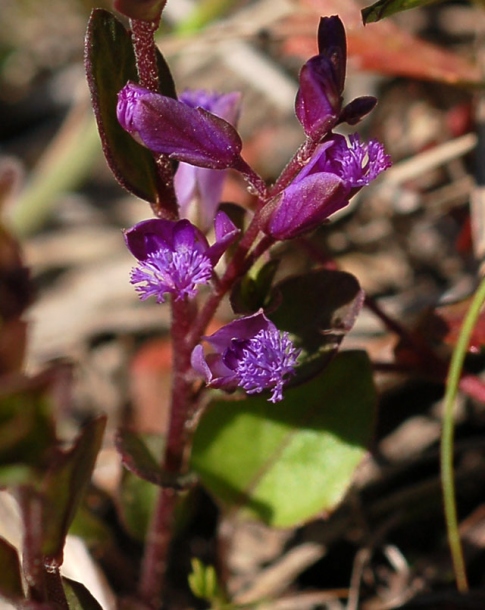 Изображение особи Polygala japonica.