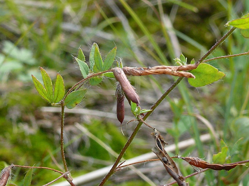 Image of Lotus praetermissus specimen.