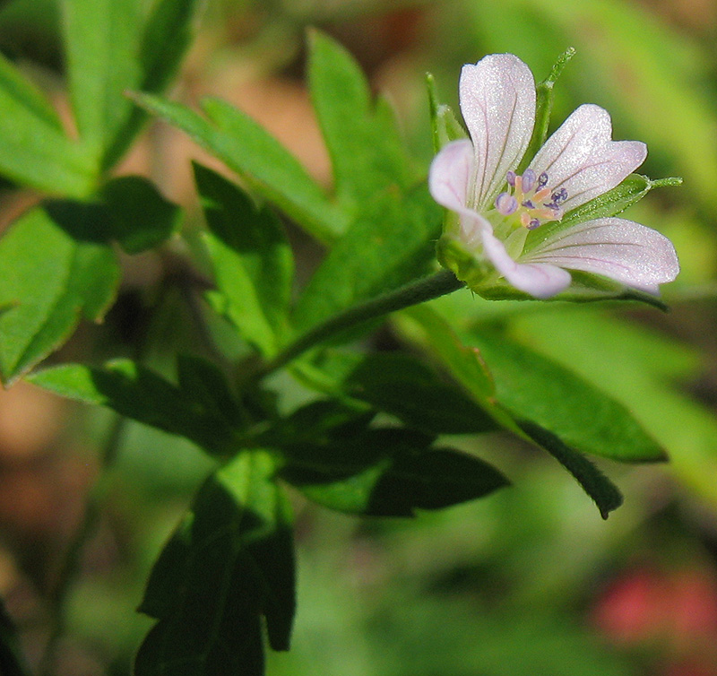Image of Geranium sibiricum specimen.