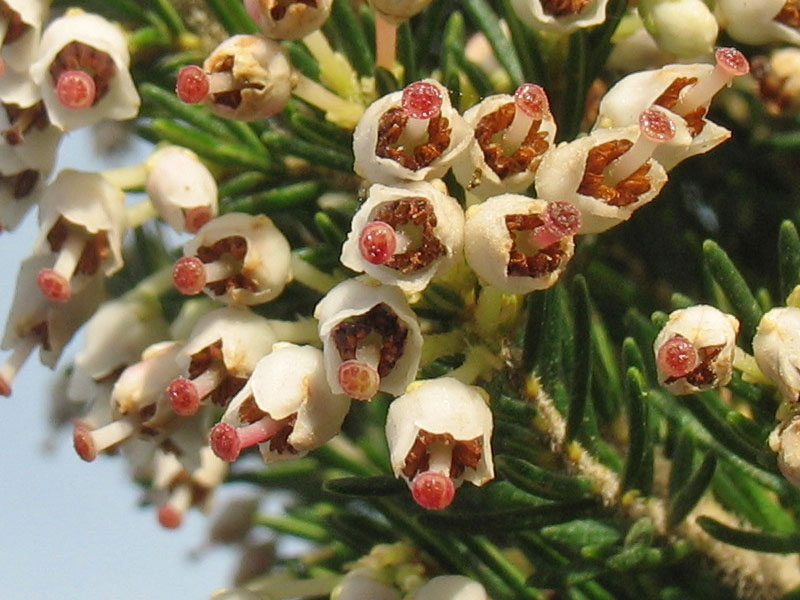 Image of Erica arborea specimen.