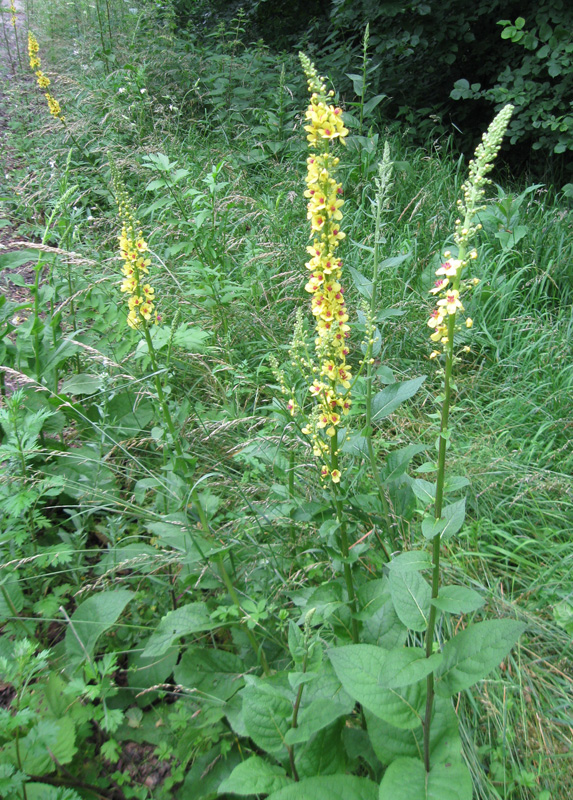 Image of Verbascum nigrum specimen.