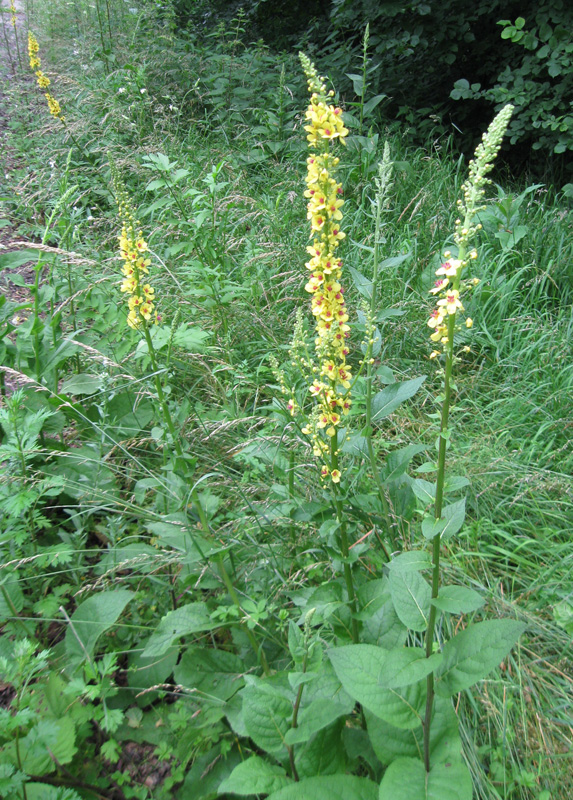 Изображение особи Verbascum nigrum.