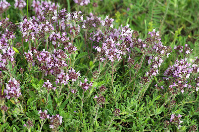 Image of Thymus markhotensis specimen.