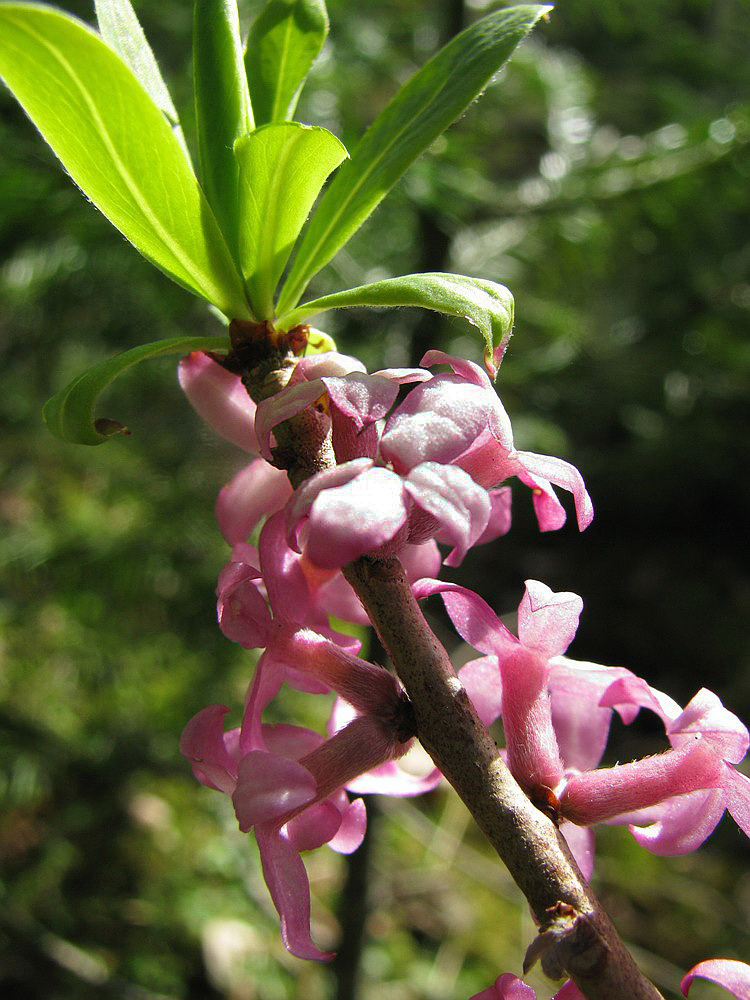 Изображение особи Daphne mezereum.