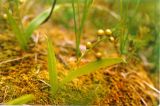 Smilacina trifolia