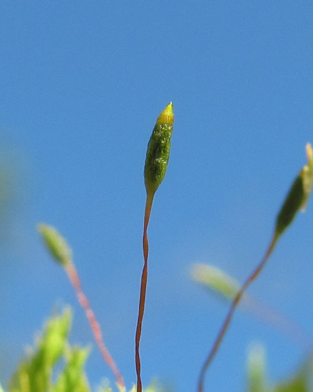 Image of Pylaisia polyantha specimen.