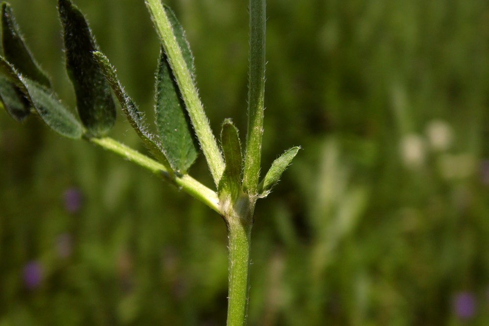 Изображение особи Astragalus danicus.