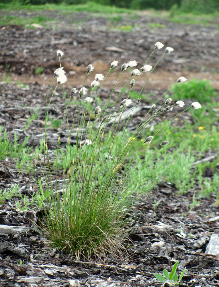 Image of Eriophorum vaginatum specimen.
