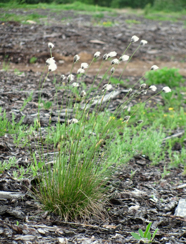 Изображение особи Eriophorum vaginatum.