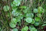 Hydrocotyle vulgaris