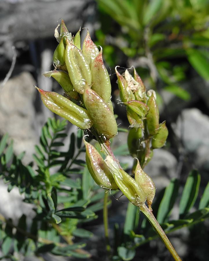 Изображение особи Astragalus rytyensis.