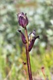 Pedicularis sceptrum-carolinum. Верхушка растения с заложившимся соцветием. Мурманская обл., Кольский р-н, окр. пос. Дальние Зеленцы, побережье губы Порчниха, луговинка на россыпи камней. 21.06.2015.