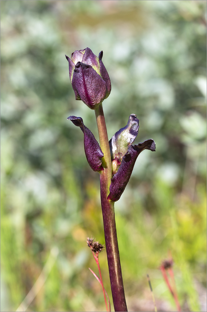 Изображение особи Pedicularis sceptrum-carolinum.