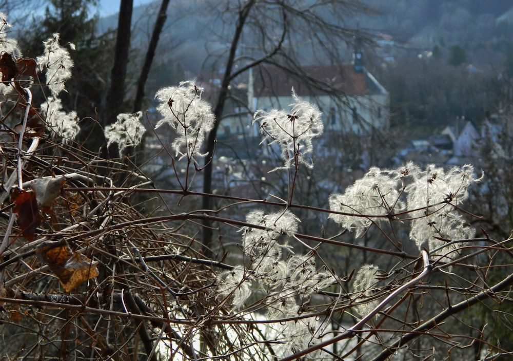 Image of Clematis vitalba specimen.