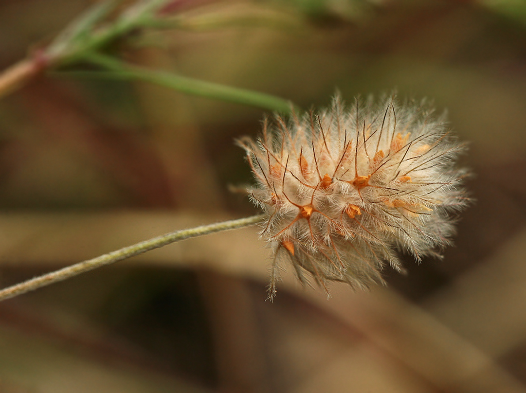 Image of Trifolium arvense specimen.