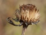 Inula salicina. Соплодие. Ленинградская обл., Волосовский р-н, суходольный луг на известняке. 28.09.2014.