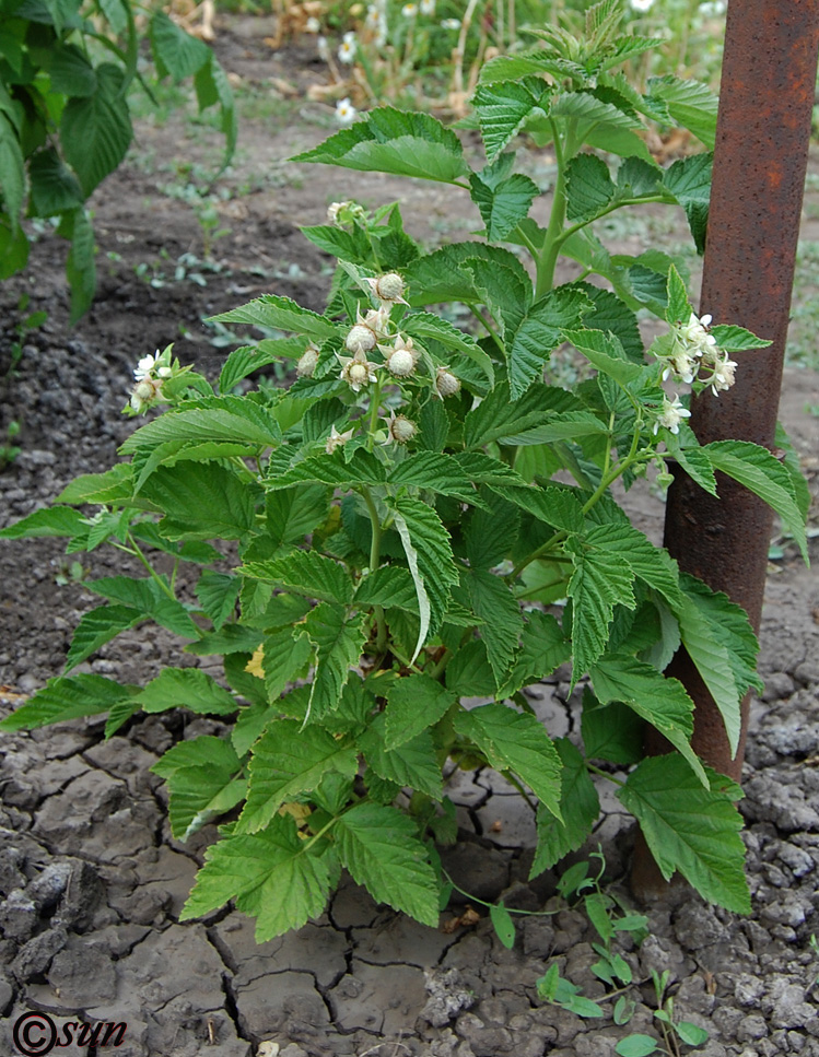 Image of Rubus idaeus specimen.