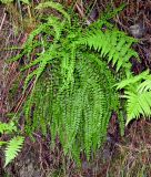 Asplenium trichomanes
