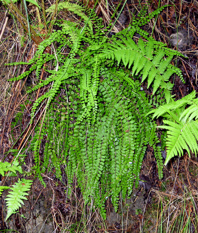 Image of Asplenium trichomanes specimen.