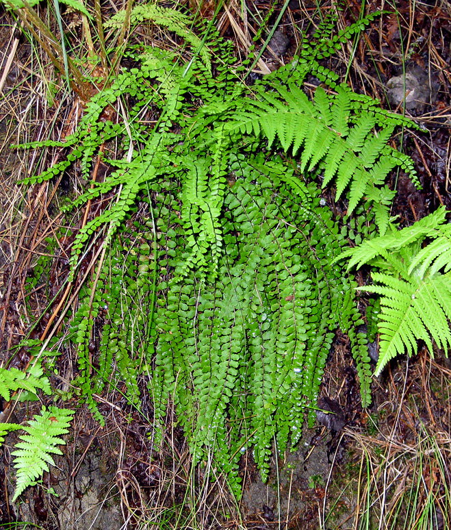 Изображение особи Asplenium trichomanes.