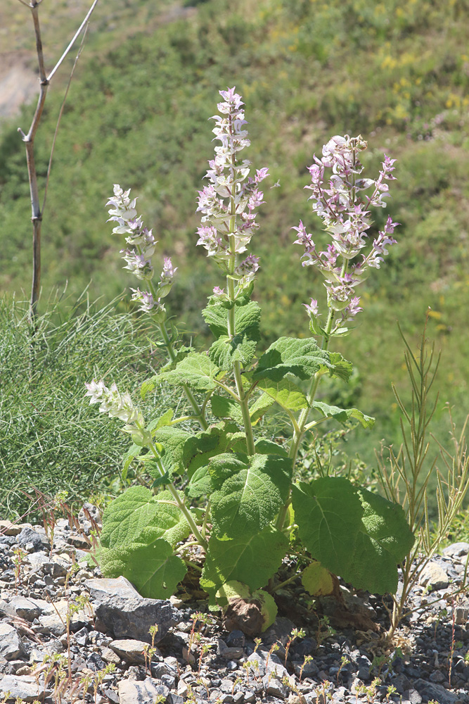 Изображение особи Salvia sclarea.