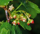 Ribes nigrum. Соцветие. Московская обл., Раменский р-н, окр. дер. Хрипань, садовый участок. 16.05.2015.