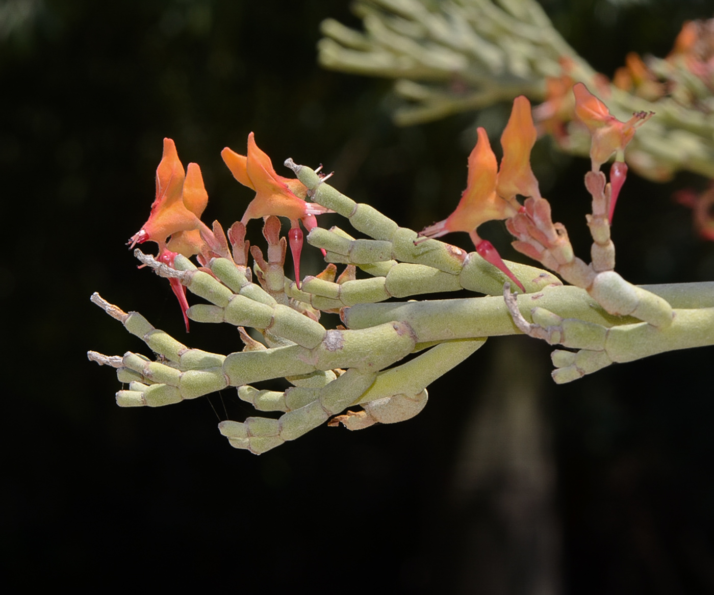 Image of Euphorbia lomelii specimen.