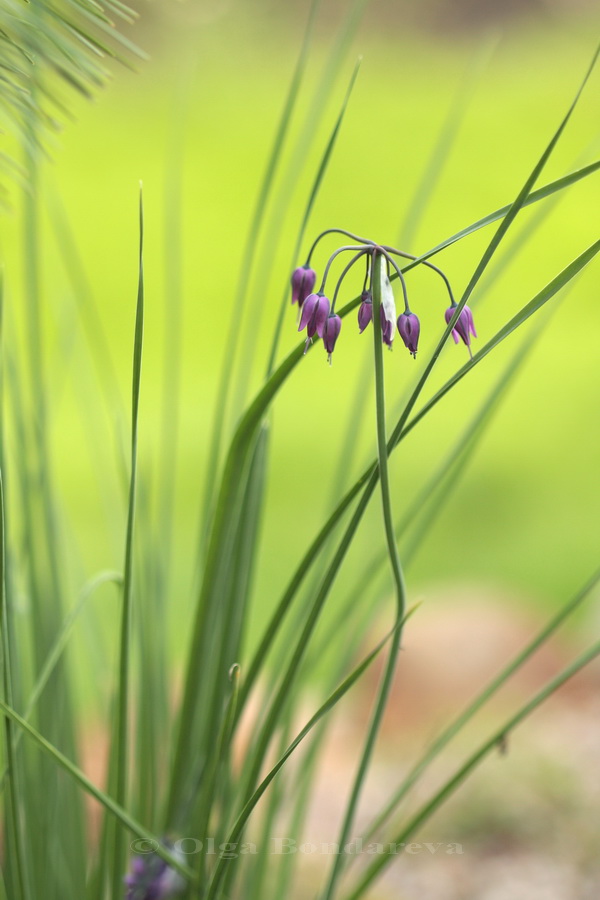 Image of Allium macranthum specimen.