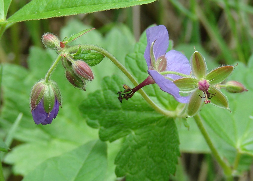 Изображение особи Geranium platyanthum.