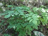 Aralia cordata