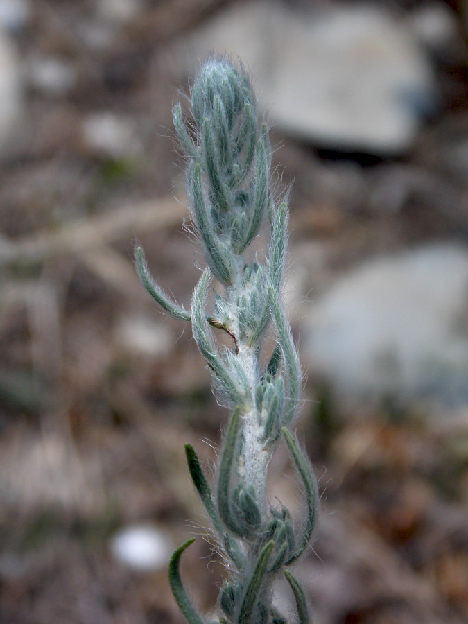 Image of Sedobassia sedoides specimen.