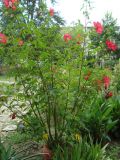 Hibiscus coccineus. Цветущее растение. Краснодарский край, г. Сочи, Лазаревский р-н, пос. Дагомыс, в культуре. 02.08.2015.