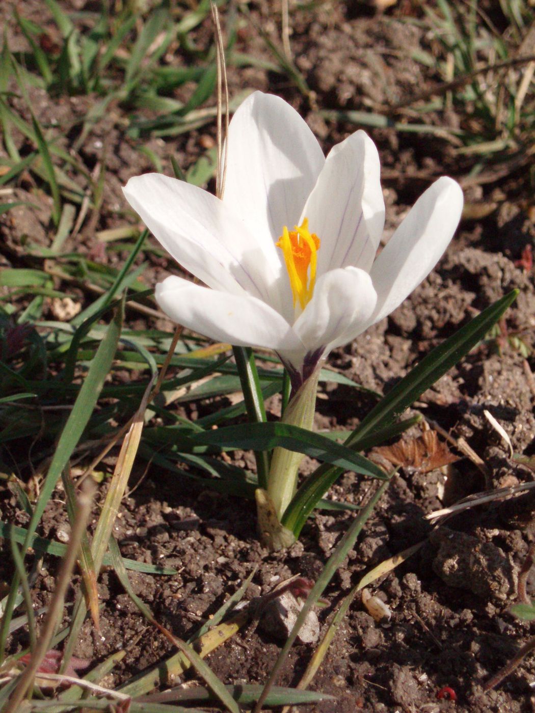 Изображение особи Crocus vernus.