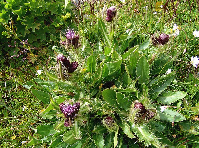 Изображение особи Cirsium simplex.