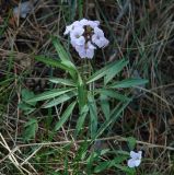Cardamine trifida