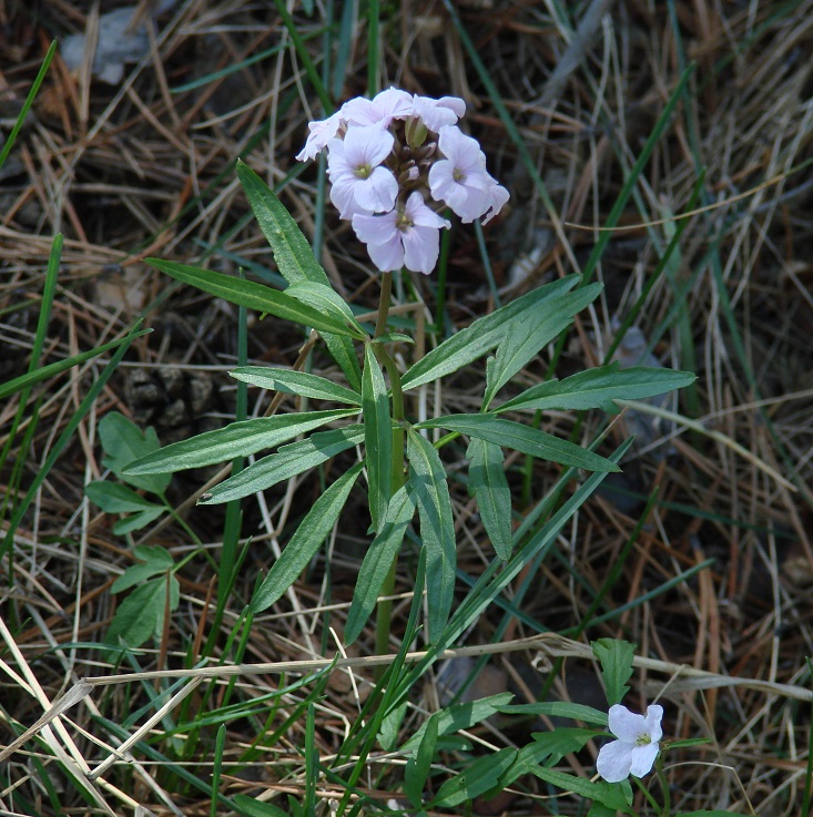 Image of Cardamine trifida specimen.