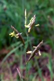 Festuca pratensis. Верхушка соцветия. Челябинская обл., окр. г. Челябинск, Золотая горка, разнотравная поляна в берёзовом лесу. 30.06.2014.