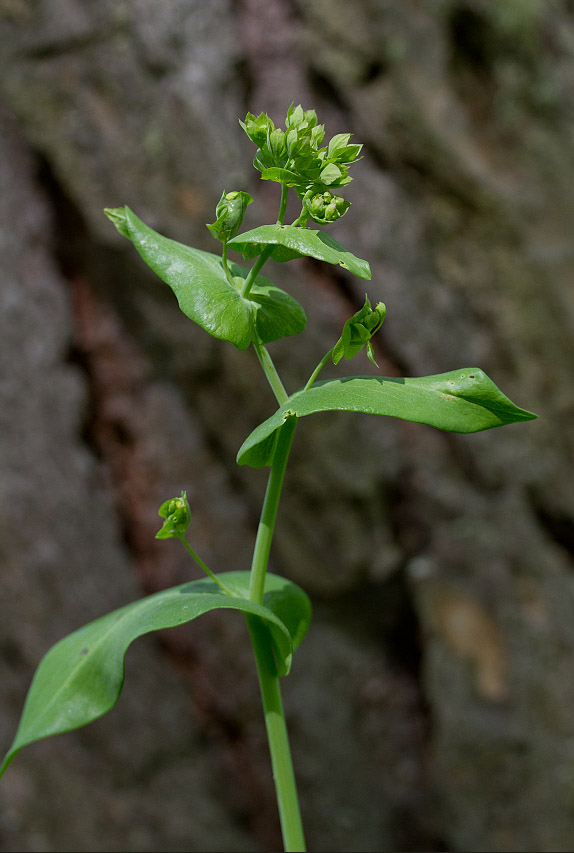 Изображение особи Bupleurum longifolium ssp. aureum.