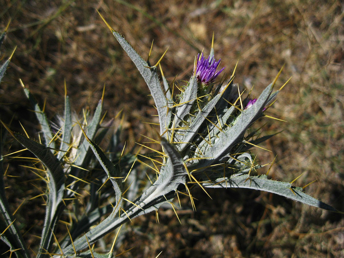 Image of Picnomon acarna specimen.