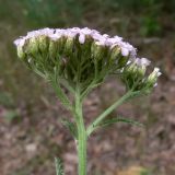 Achillea millefolium. Верхушка цветущего растения. Челябинская обл., окр. г. Челябинск, Золотая горка, обочина дороги в берёзовом лесу. 30.06.2014.