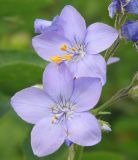 Polemonium caeruleum. Цветки. Восточный Казахстан, Глубоковский р-н, окр. с. Тарханка, склон сопки. 12.06.2005.