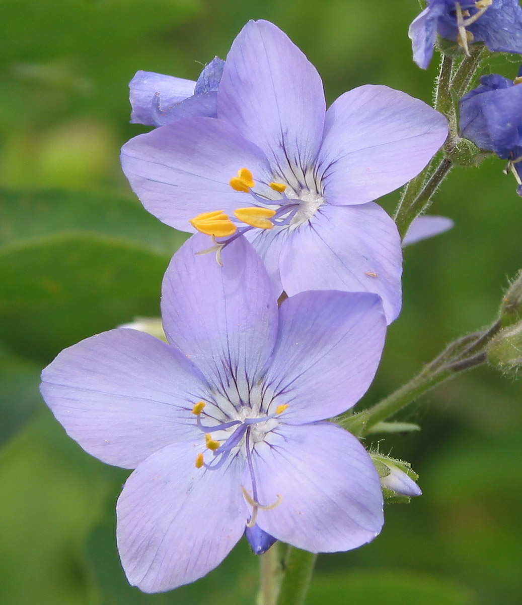 Image of Polemonium caeruleum specimen.