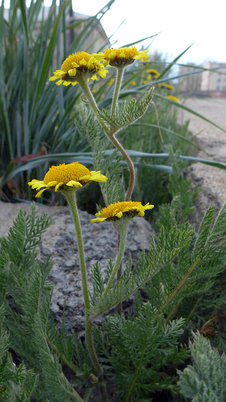 Image of Tanacetum bipinnatum specimen.