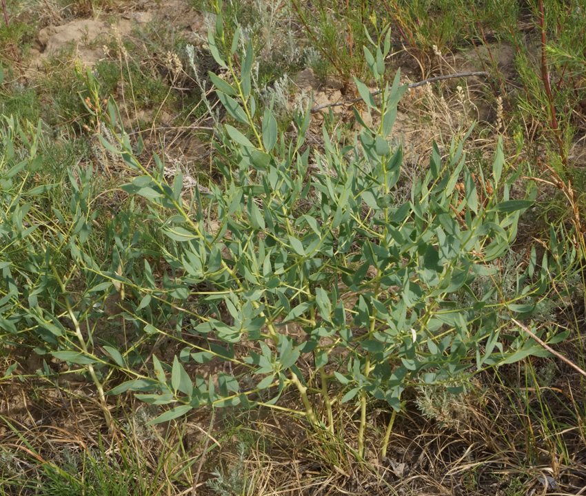 Image of Haplophyllum acutifolium specimen.