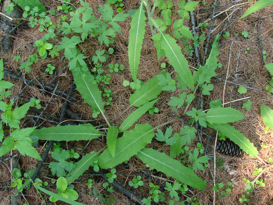 Изображение особи род Saussurea.