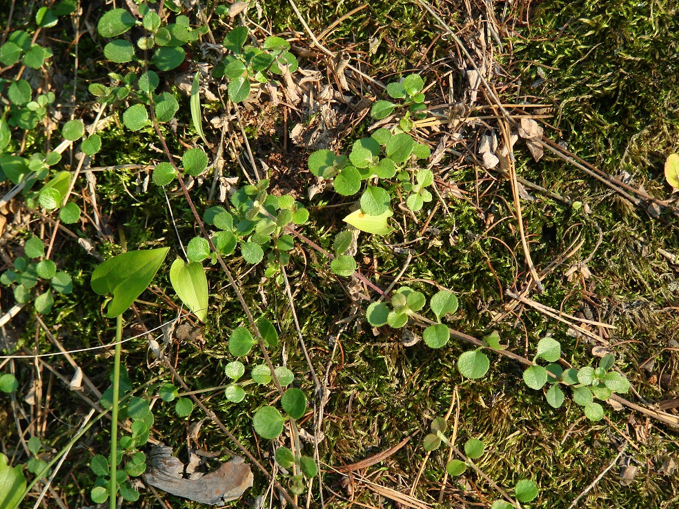 Image of Linnaea borealis specimen.