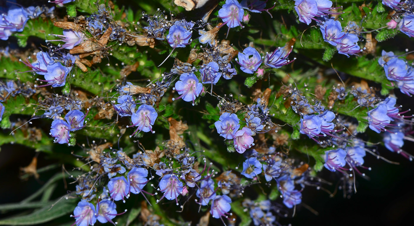 Изображение особи Echium acanthocarpum.