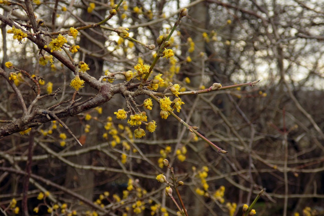 Image of Cornus mas specimen.