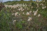 Eriophorum russeolum